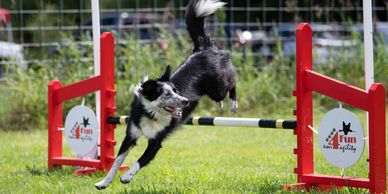 OVBCC Ottawa Valley Border Collie Club Agility