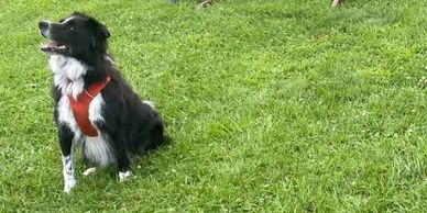 OVBCC Ottawa Valley Border Collie Club Rally Obedience