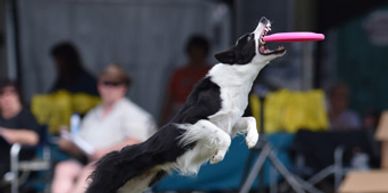 OVBCC Ottawa Valley Border Collie Club Disc Dog