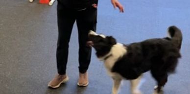 OVBCC Ottawa Valley Border Collie Club Freestyle