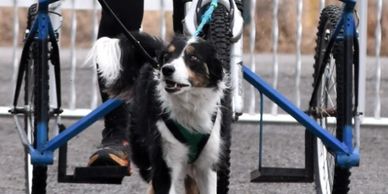 OVBCC Ottawa Valley Border Collie Club Harness Sports