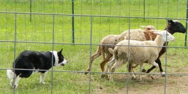 OVBCC Ottawa Valley Border Collie Club Sheep Herding