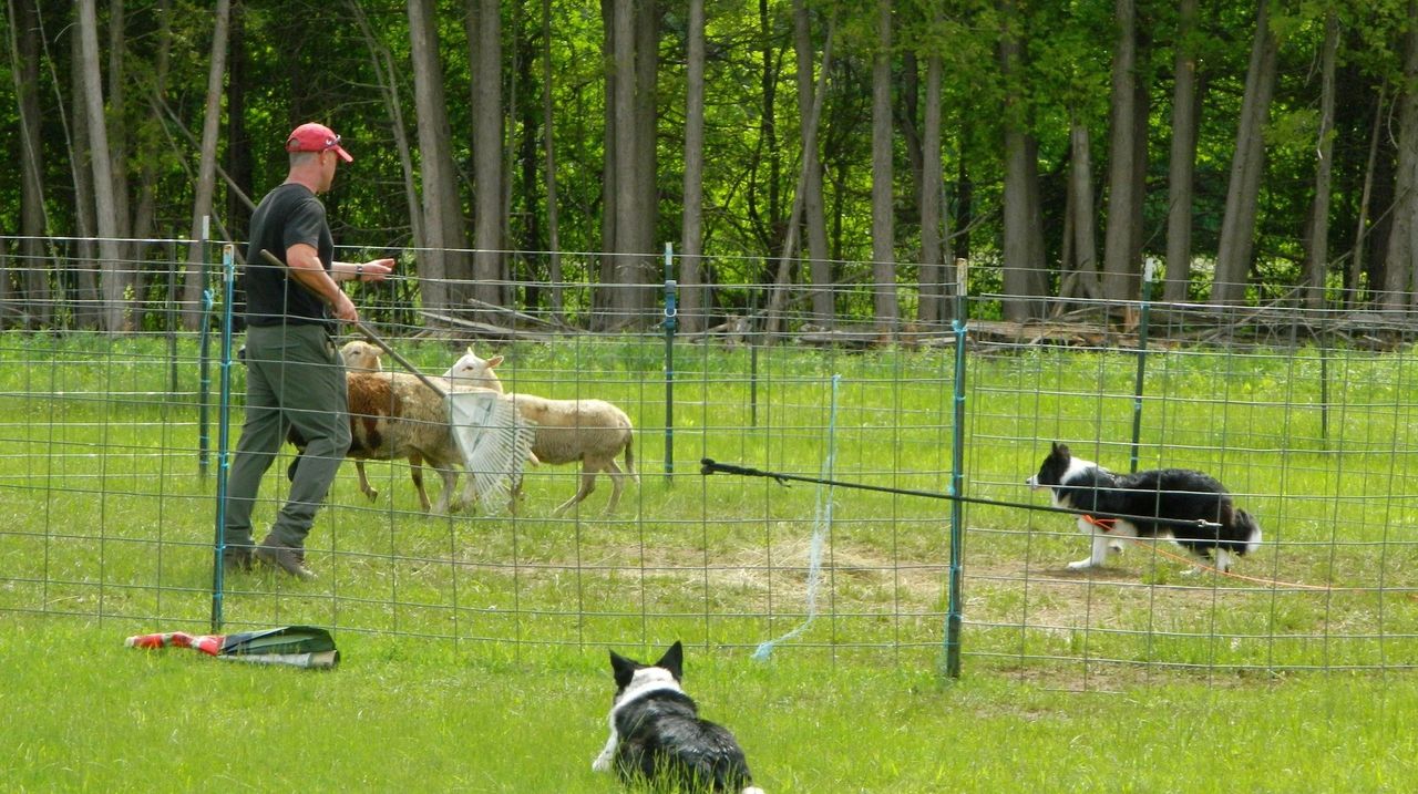 OVBCC Spring Herding Day 2025