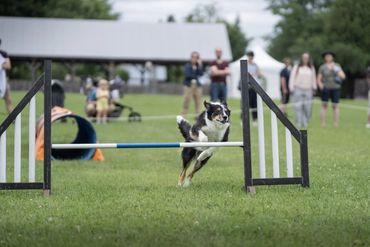 OBVCC Ottawa Valley Border Collie Club Dog