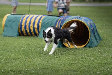 OBVCC Ottawa Valley Border Collie Club Agility