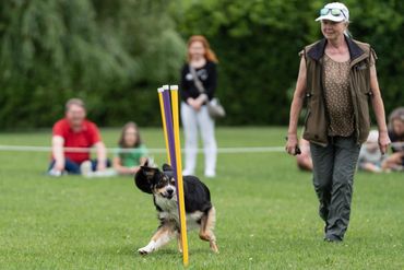 OBVCC Ottawa Valley Border Collie Club Dog