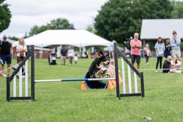 OBVCC Ottawa Valley Border Collie Club Agility