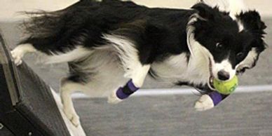 OVBCC Ottawa Valley Border Collie Club Flyball