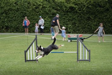 OBVCC Ottawa Valley Border Collie Club Agility