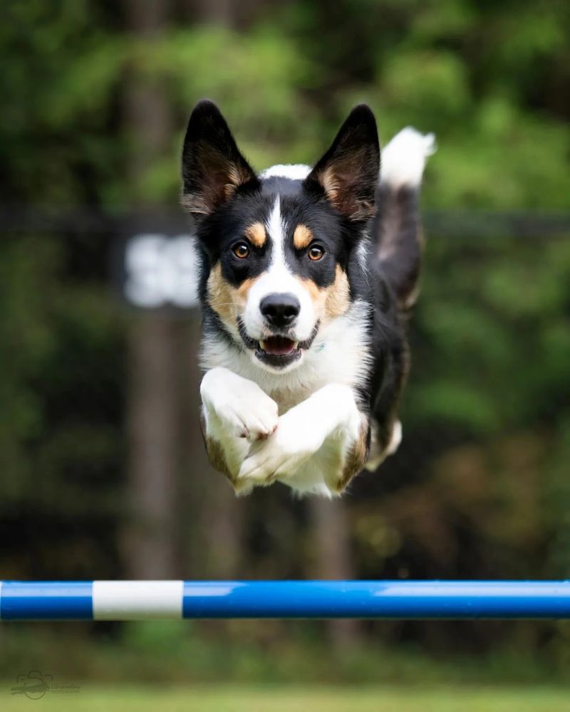 OVBCC Ottawa Valley Border Collie Club Agility
