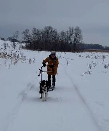 Ottawa Valley Border Collie Club OVBCC kicksledding