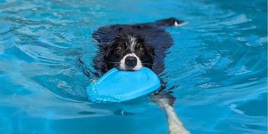 OVBCC Ottawa Valley Border Collie Club Dock Diving