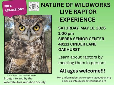 Live raptor experience with free admission at Sierra Senior Center.