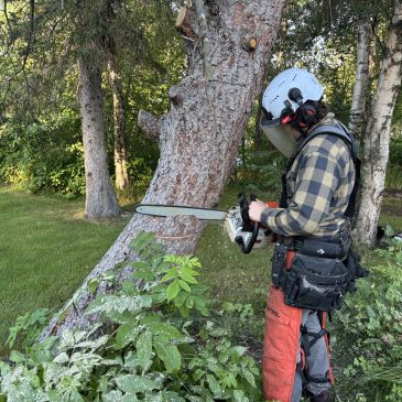 Person in safety gear using a chainsaw to cut a tree.