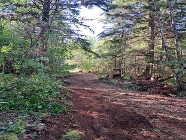 Clearing a Path! Site Prep to trails for travel let us help.