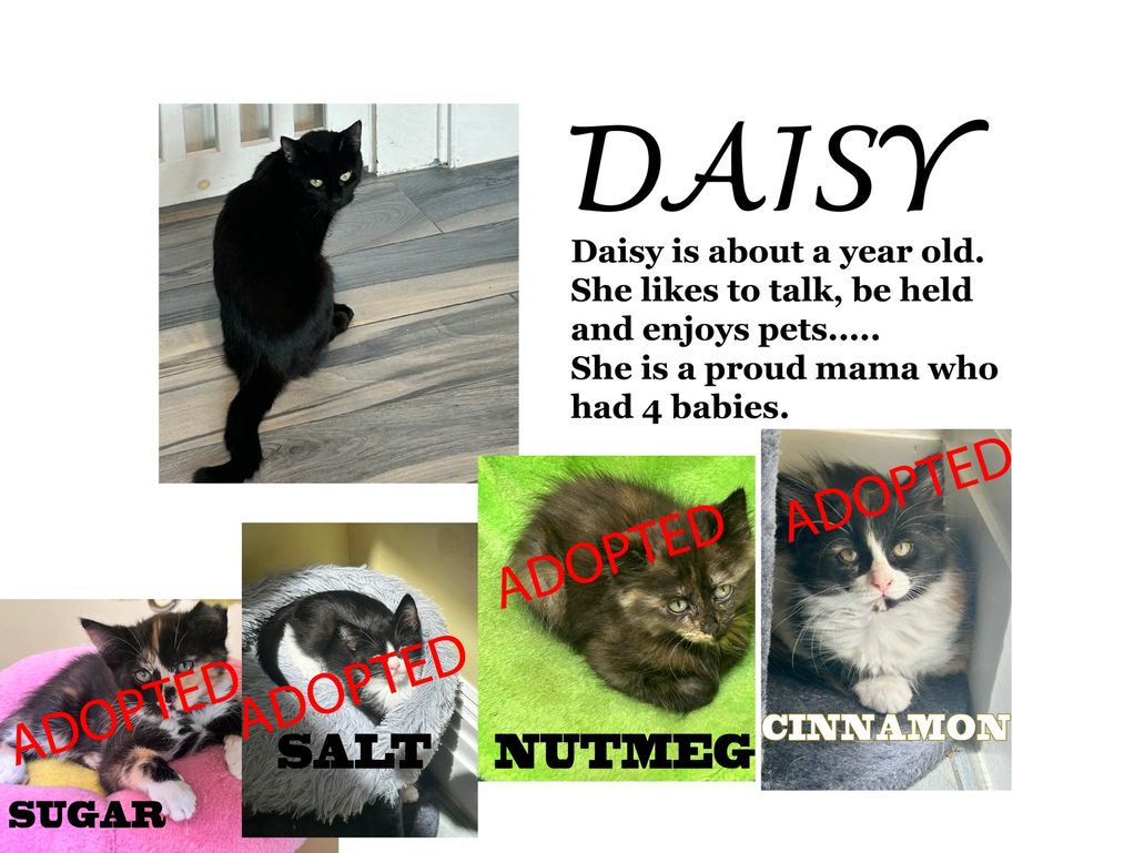 Daisy, a one-year-old cat, is a proud mama to four kittens, all now adopted.
