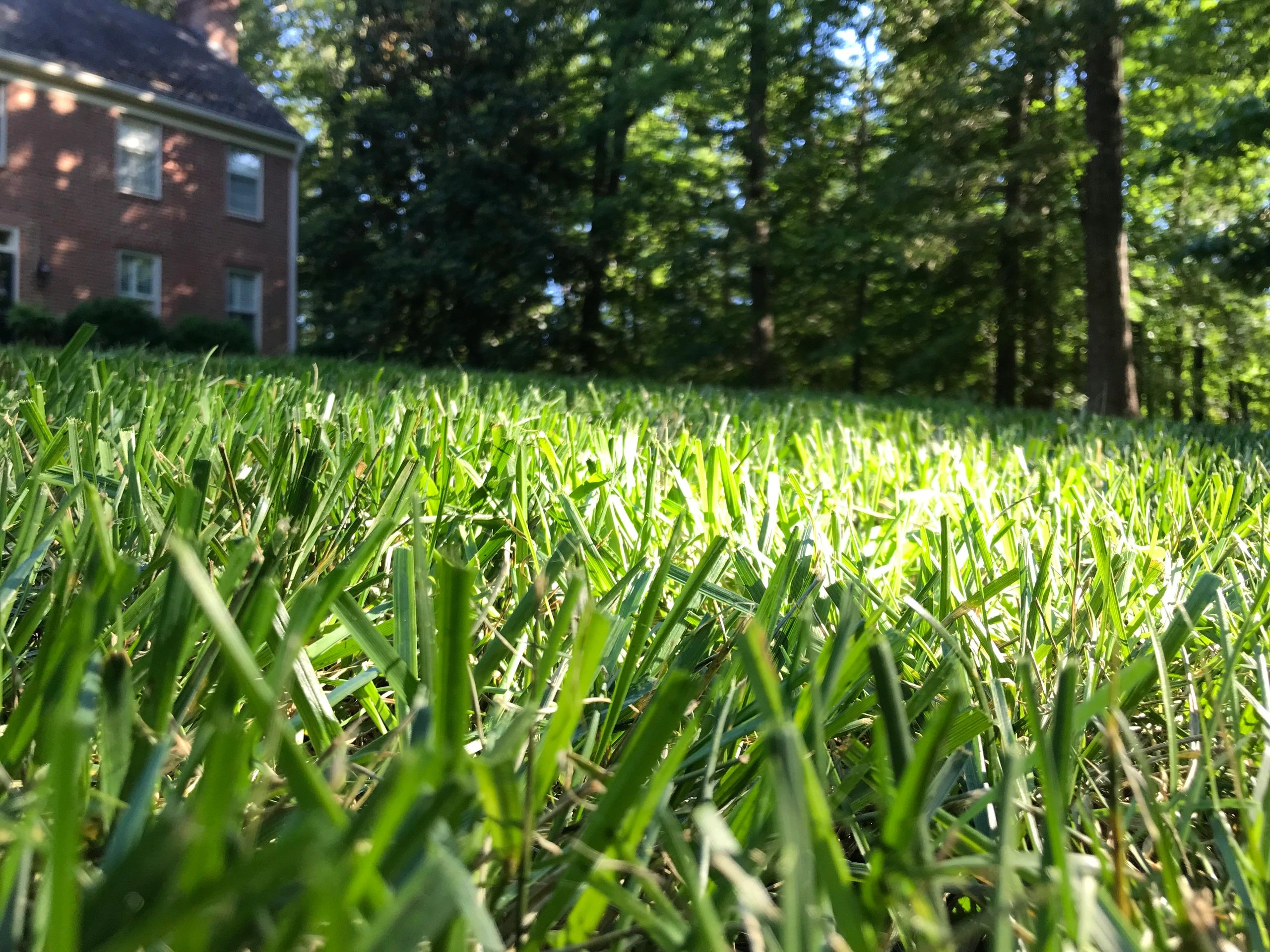 Green & Clean Lawn Care Lawn Care, Mowing Service