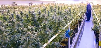 Grow room Bud Marijuana Weed consult indica sativa cannabis plant hydro harvest consultants home 