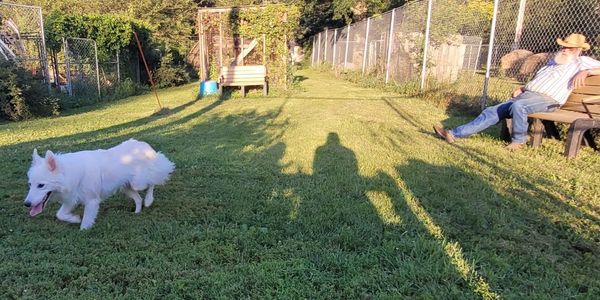 Man on a bench watching white fluffy dog run in a play yard