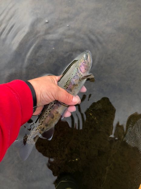 A person holding a small fish above the water surface.