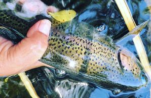 Baby Brown Trout Deep Diver Live Bait Series - Reno Bait Company