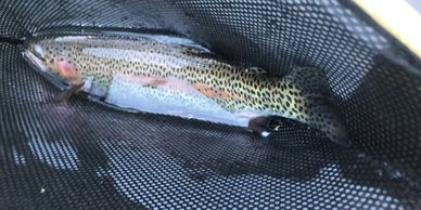 Fly Fishing Tip: Use Tippet Rings to Extend the Life of Expensive Leaders -  Fly Fishing, Gink and Gasoline, How to Fly Fish, Trout Fishing, Fly  Tying