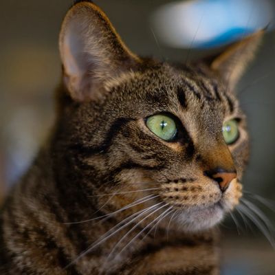 Close-up of a tabby cat with striking green eyes.