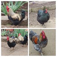 Chickens and Roosters