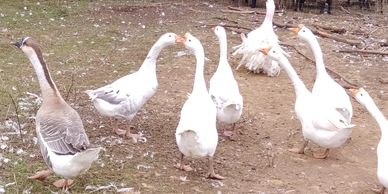 Geese, Alpacas and shetland sheep