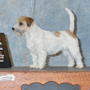 Foxie Russell Terrier