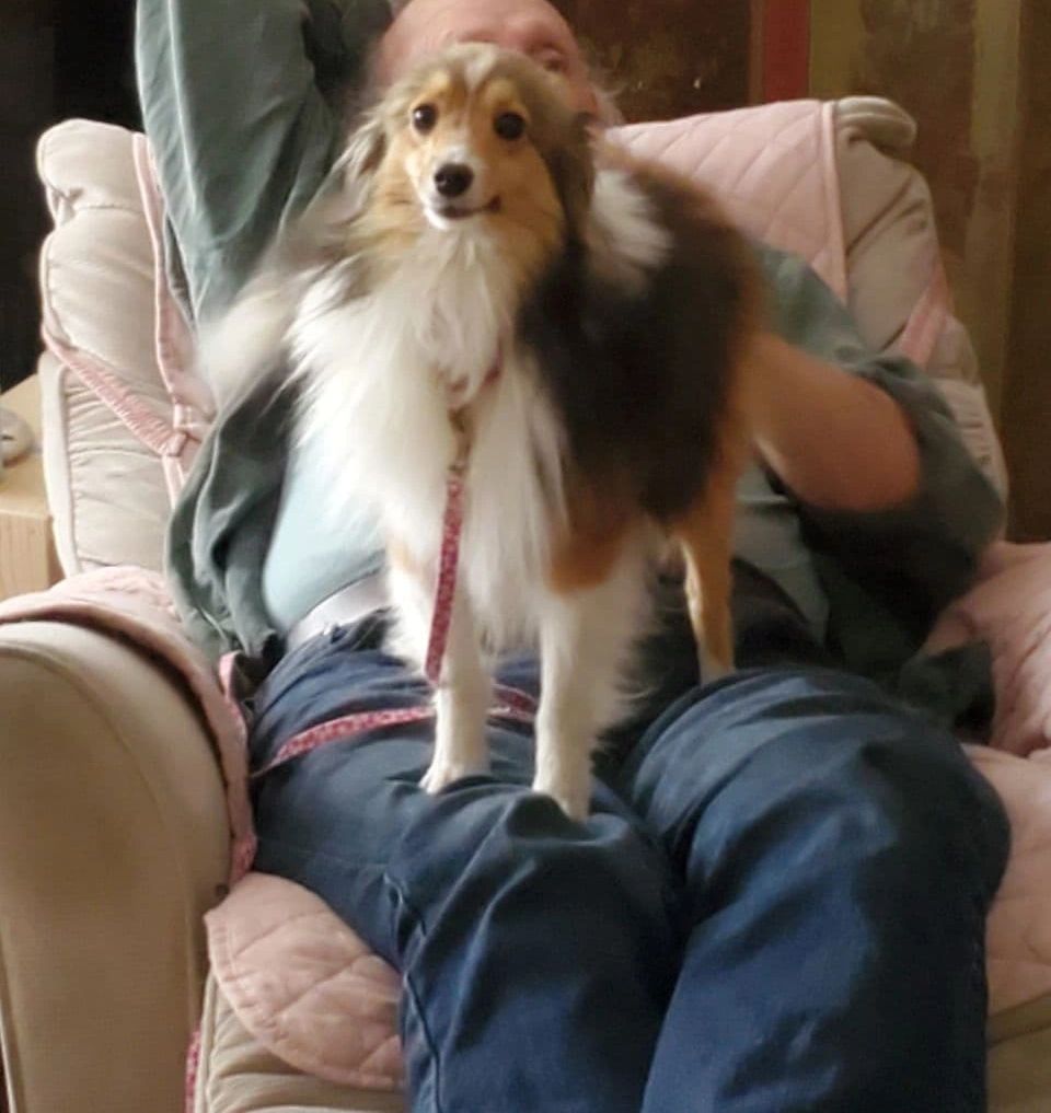 sheltie pomeranian mix