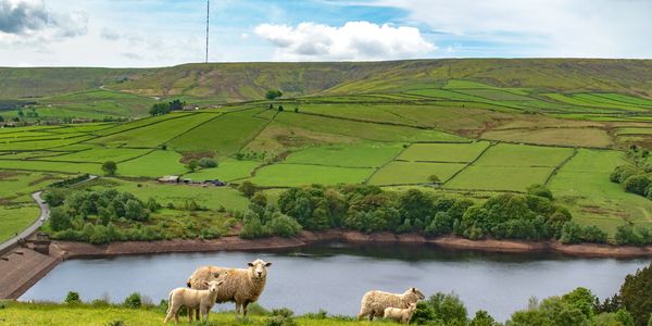 Sheep grazing near a reservoir with patchwork green fields in the background.