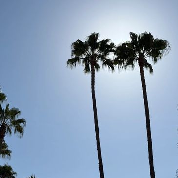 Tall palm trees against a clear blue sky.