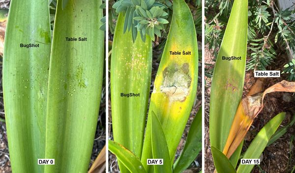 Example of collateral plant damage caused by shooting a bug gun or salt gun using conventional table
