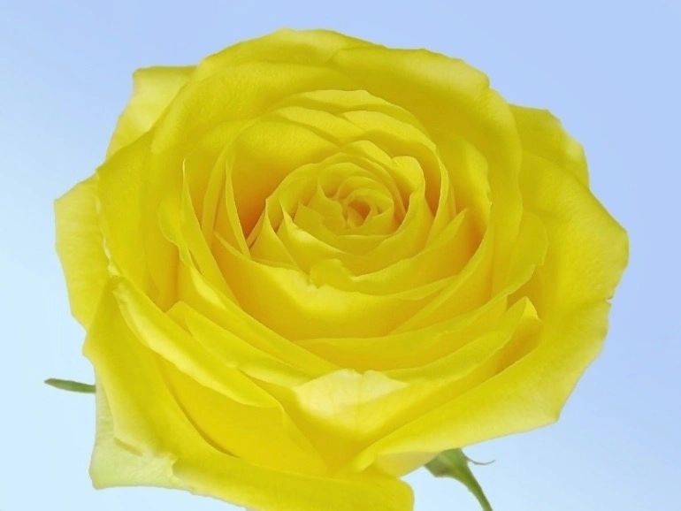 FA2203 Floral Adhesive - Clear - Each – Yellow Rose Floral Supply