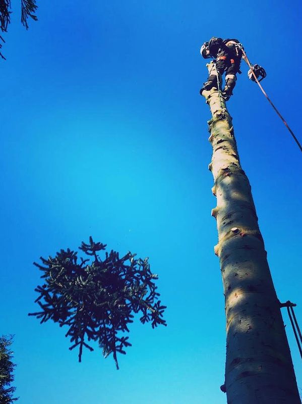 Tree worker trimming top branch against clear blue sky.