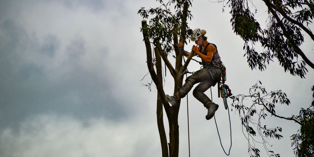 Tree worker using a chainsaw on a tree under cloudy sky.