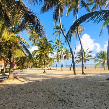 A sunny beach with tall palm trees and clear blue skies.