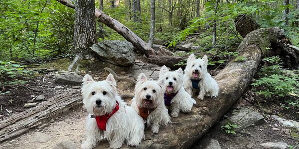 Westie breeder