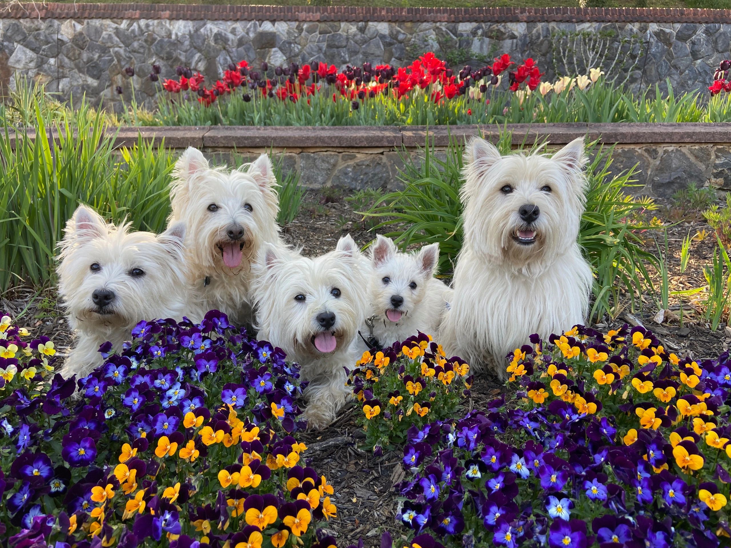 Top Westie Breeders West Highland Terrier Puppies