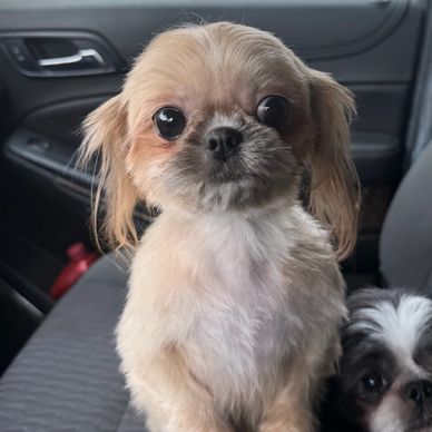 Small adorable dog with big eyes sitting inside a car.