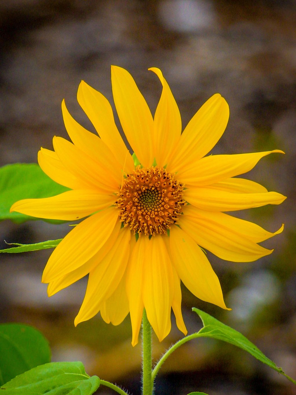 Sunflower, macro photography