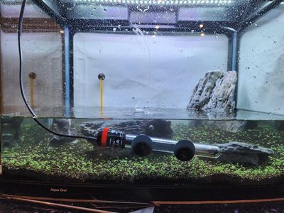 How to set up a fish tank