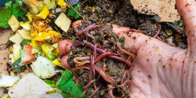 compost worms