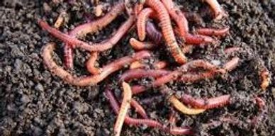 https://multiblog.com.au/ols/products/red-wigglers---fish-bait--composting-worms