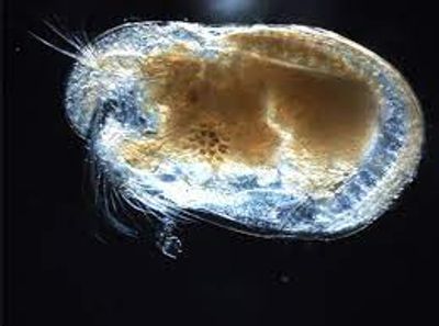 https://multiblog.com.au/ols/products/seed-shrimp-ostracod-save-shipping-cost-free-pick-up-from-knox