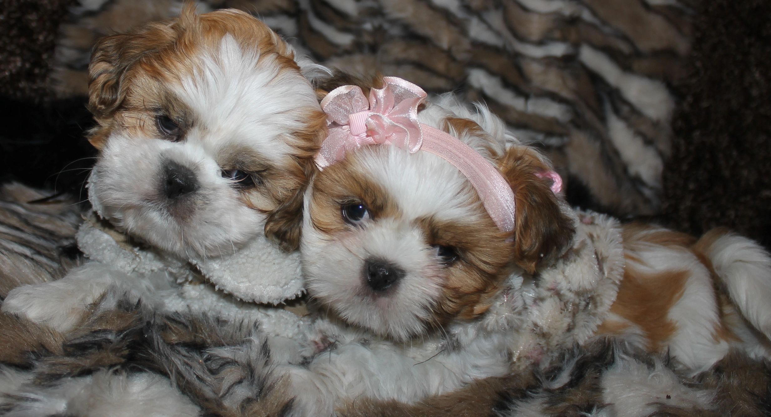 Cute Shihtzu Puppies