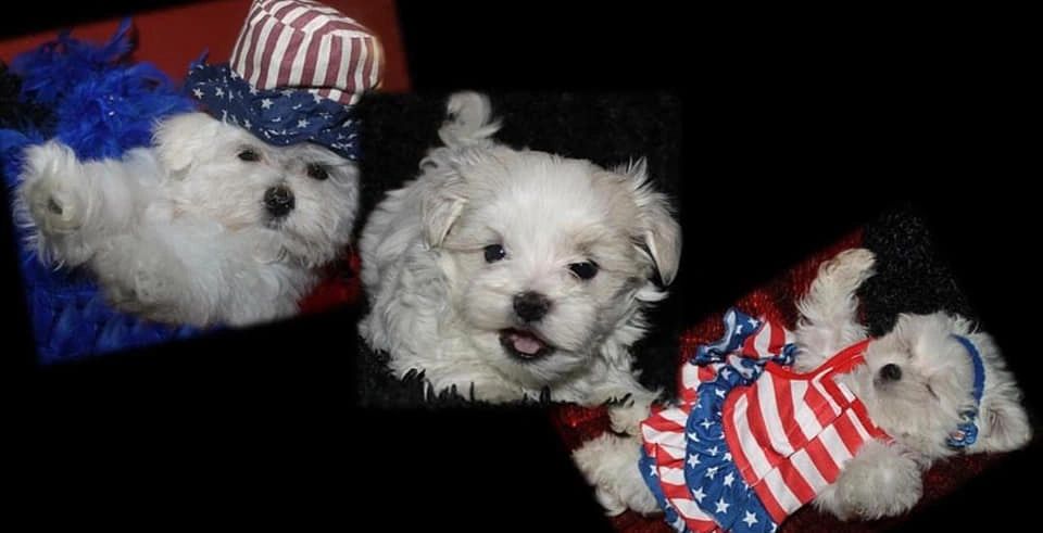 Maltese puppies.