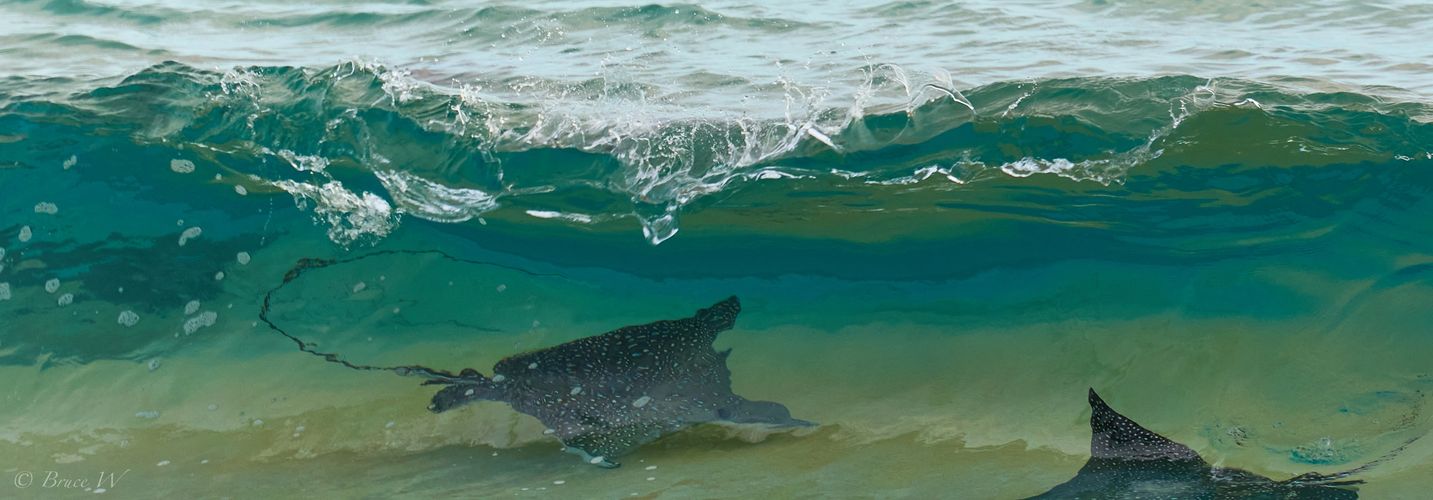 Two spotted eagle rays swimming near the shore under a wave.