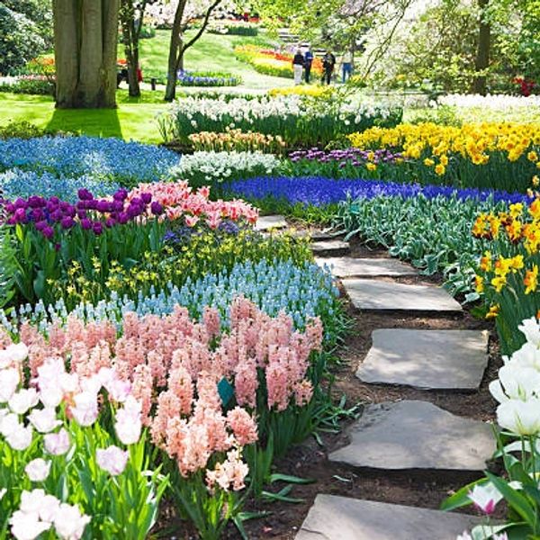 A beautiful flower garden
